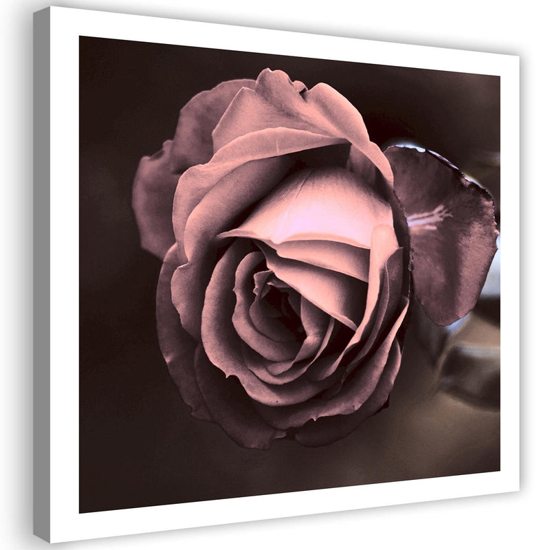 Canvas print, Beautiful rose