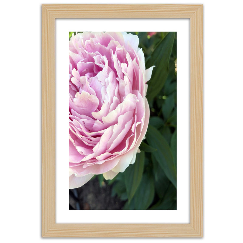 Picture in natural frame, Pretty pink peony