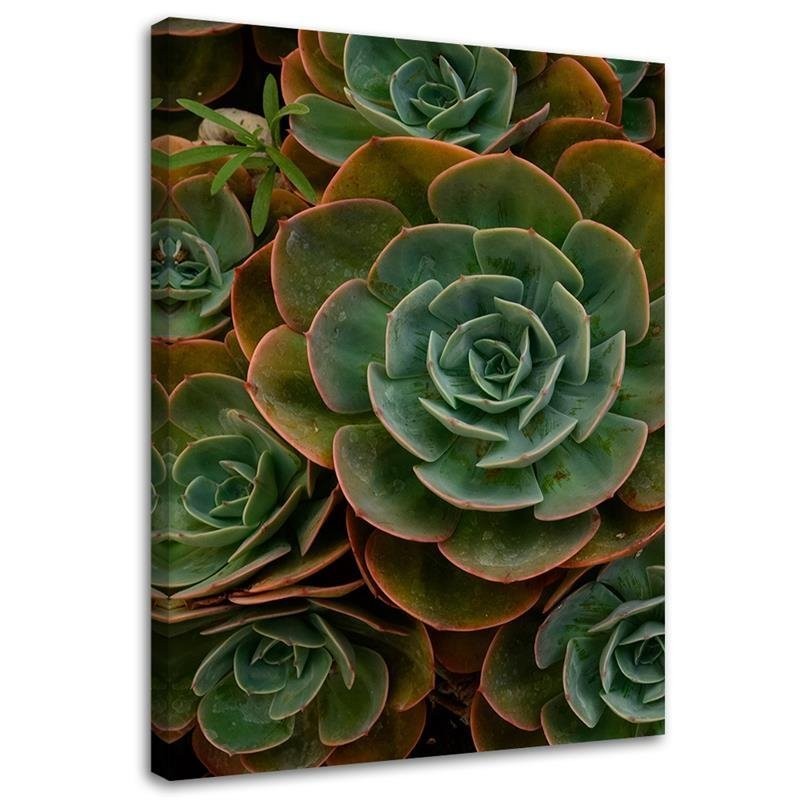 Canvas print, Green succulent flower