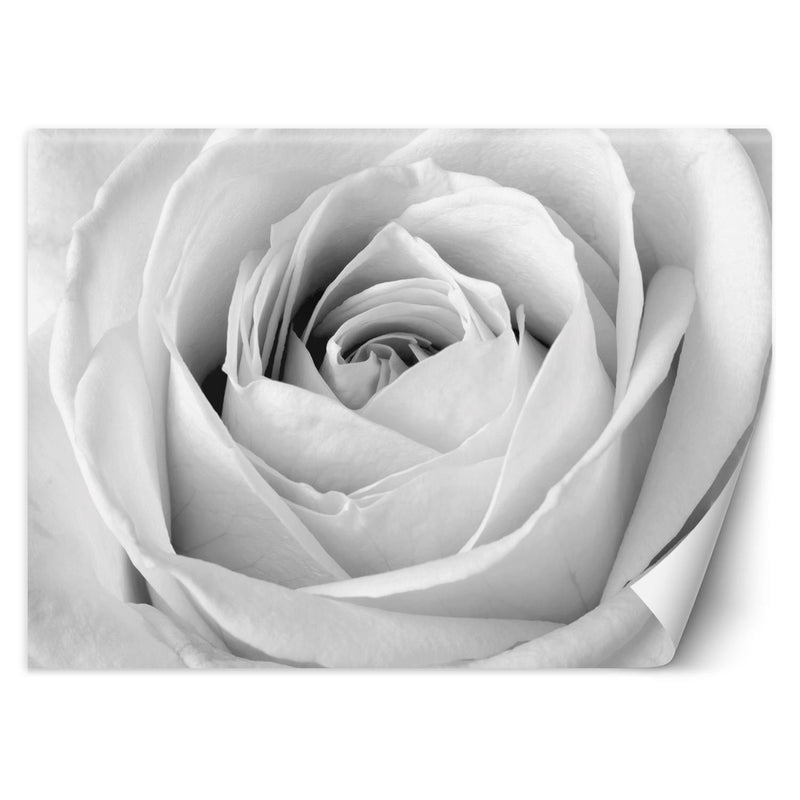 Wallpaper, White rose flowers macro