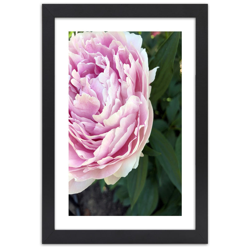 Picture in black frame, Pretty pink peony