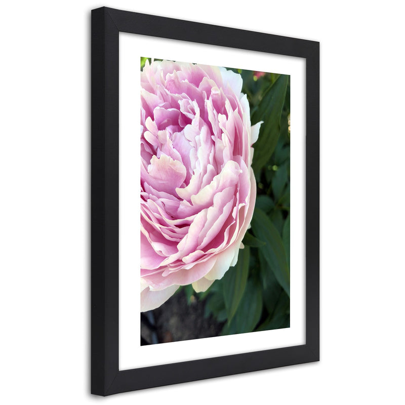 Picture in black frame, Pretty pink peony