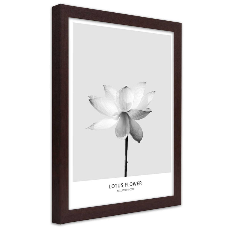 Cuadro en marco marrón, Flor de loto blanca.