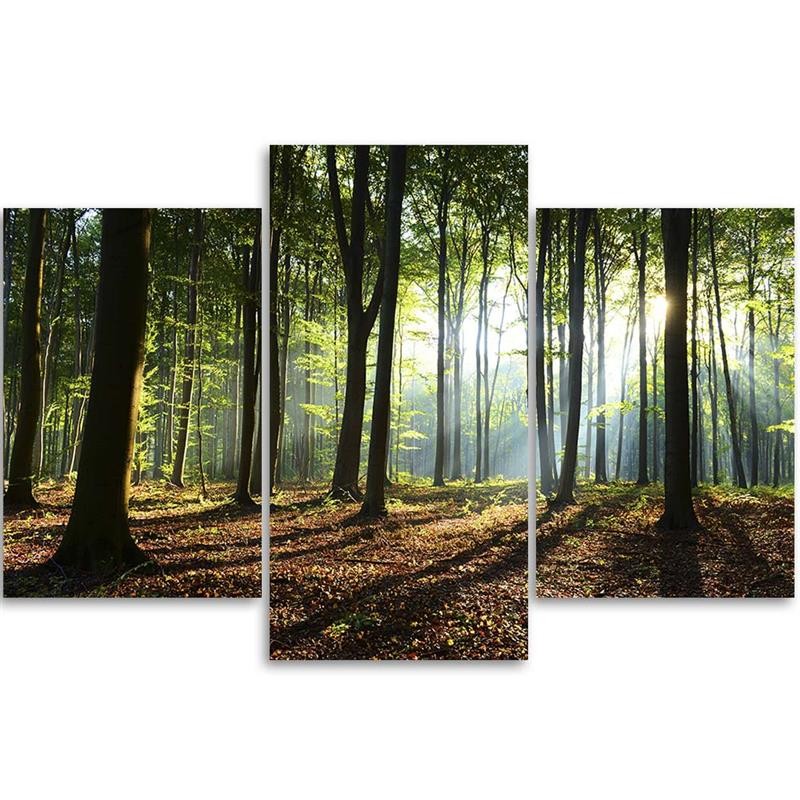Three piece picture canvas print - Morning forest