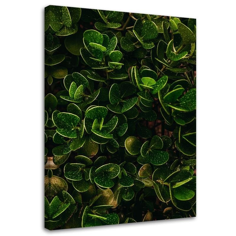 Canvas print, Green leaves of exotic plants