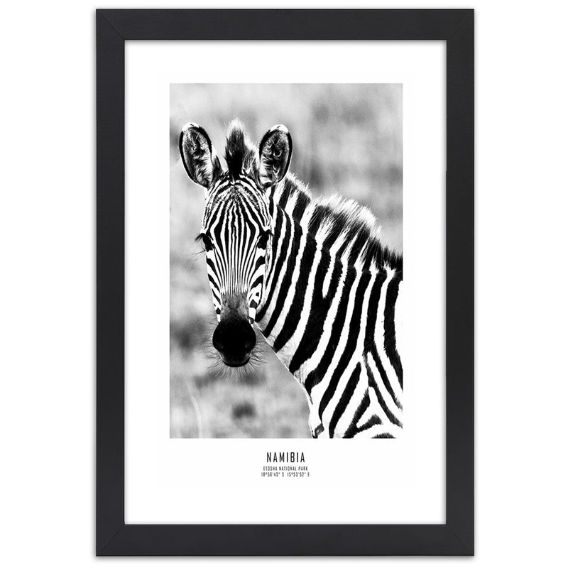 Picture in black frame, Curious zebra