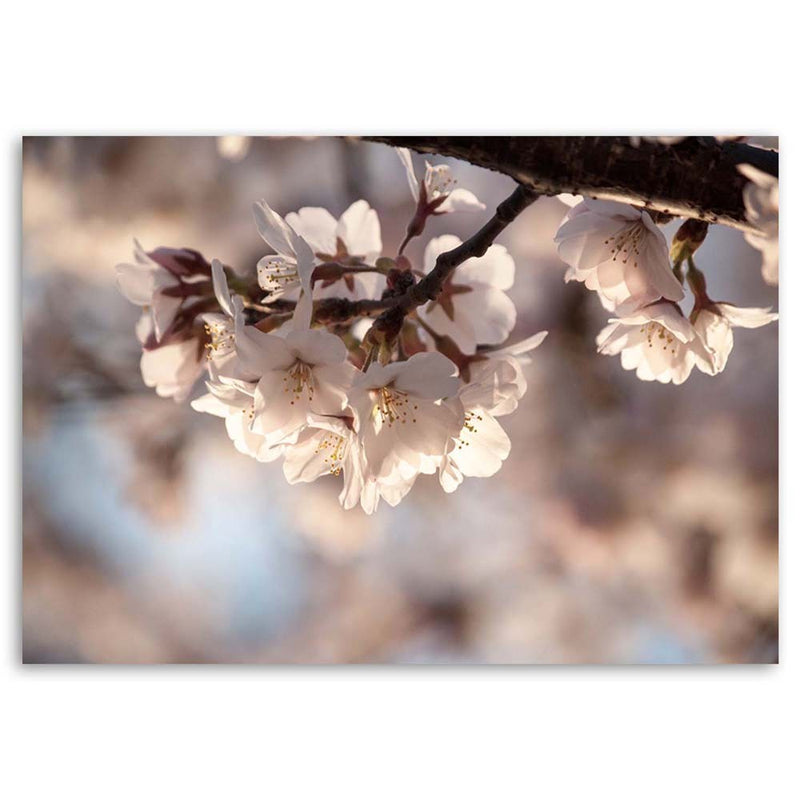Deco panel print, Cherry blossom