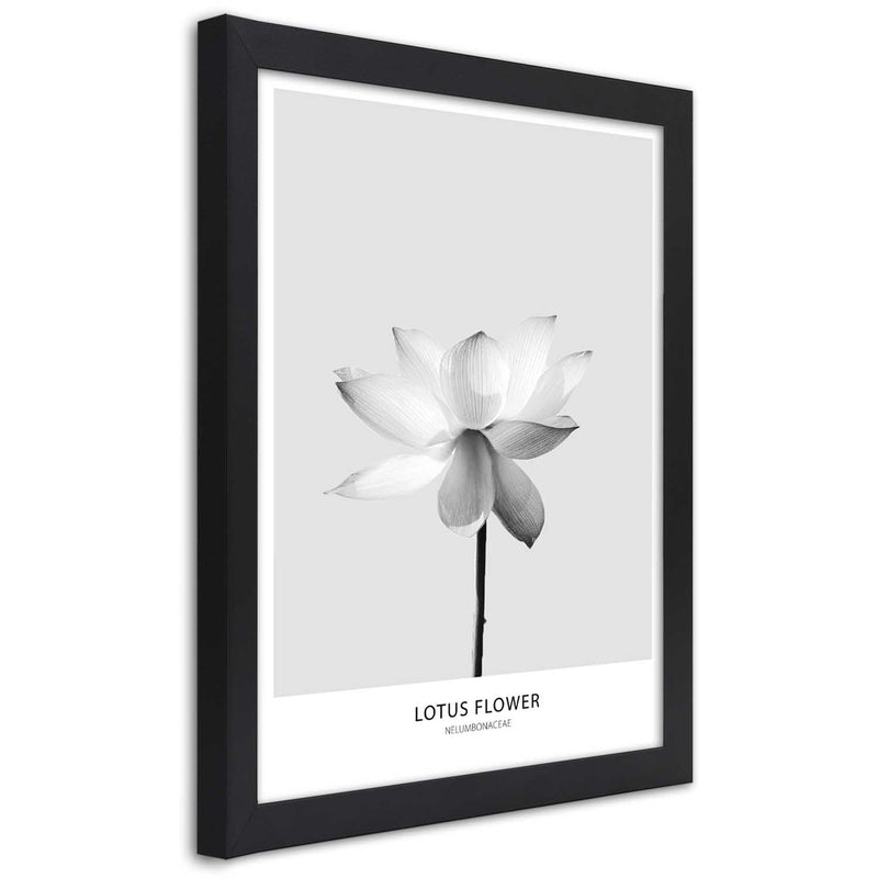 Cuadro en marco negro, Flor de loto blanca.