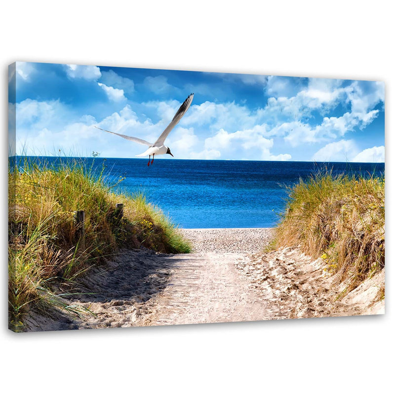 Canvas print, Path to the beach and a seagull