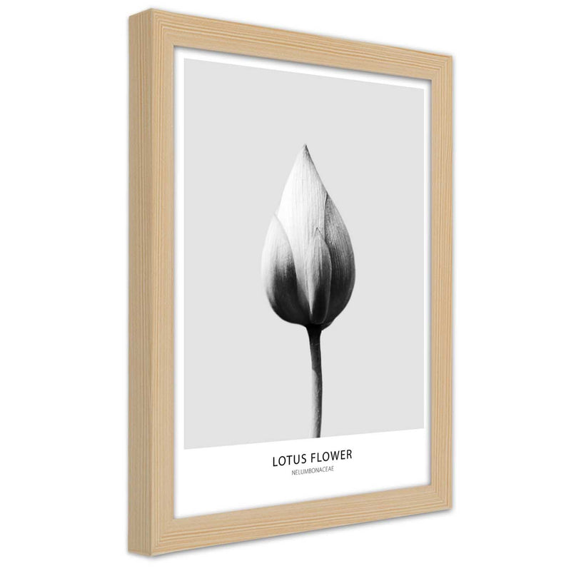 Picture in natural frame, White lotus bud