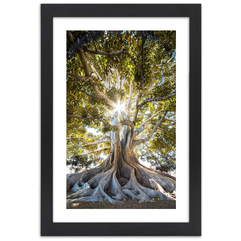 Picture in black frame, Large exotic tree