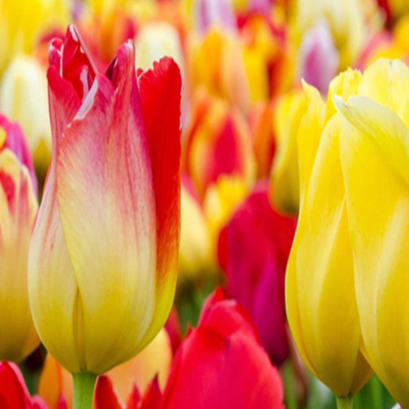 Separador de ambientes giratorio por ambos lados, Tulipanes multicolores