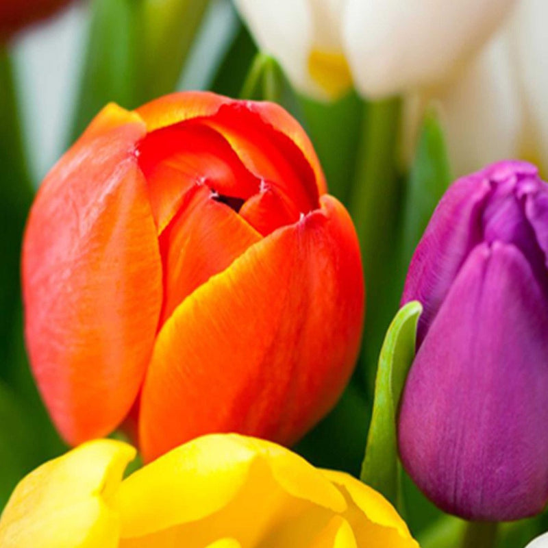 Separador de ambientes Doble cara, Tulipanes de colores