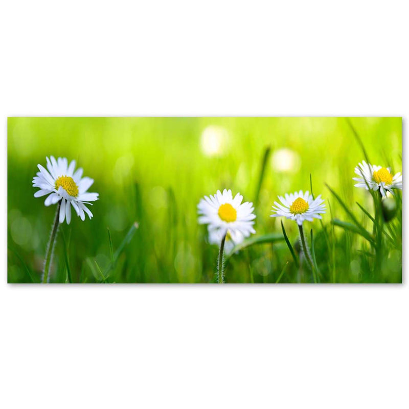 Canvas print, Daisies in the grass