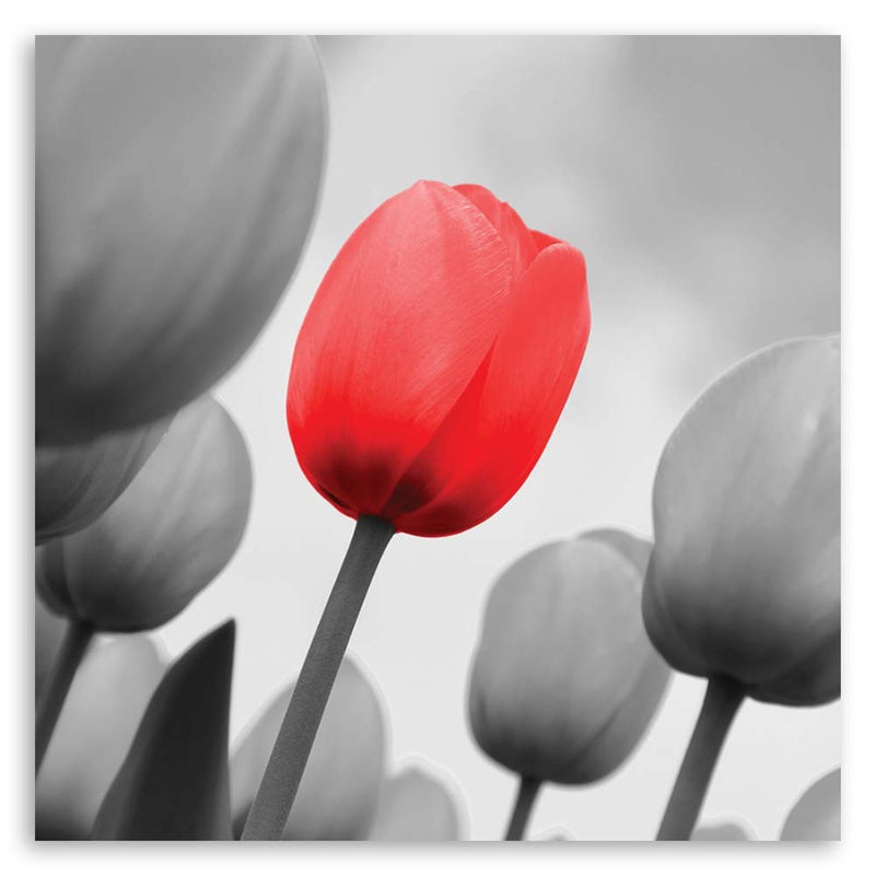 Deco panel print, Red tulip in grey