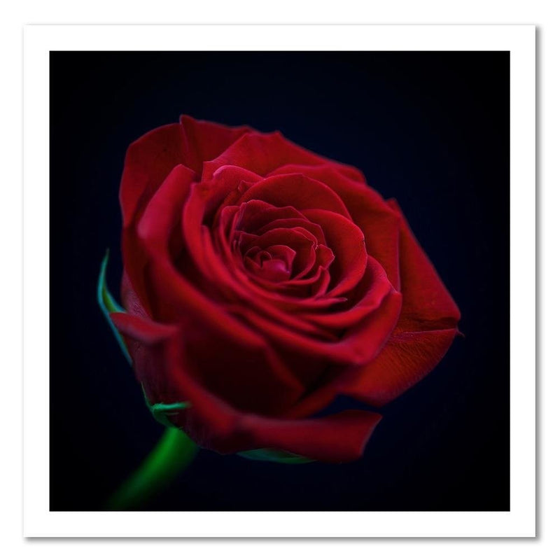 Deco panel print, Red rose in the dark