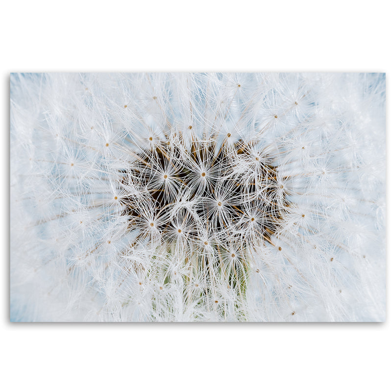 Canvas print, White dandelion flowers