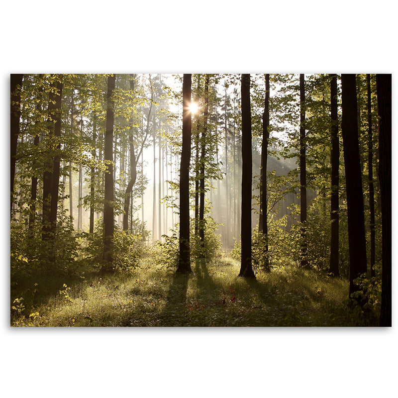 Deco panel print, Morning in the forest