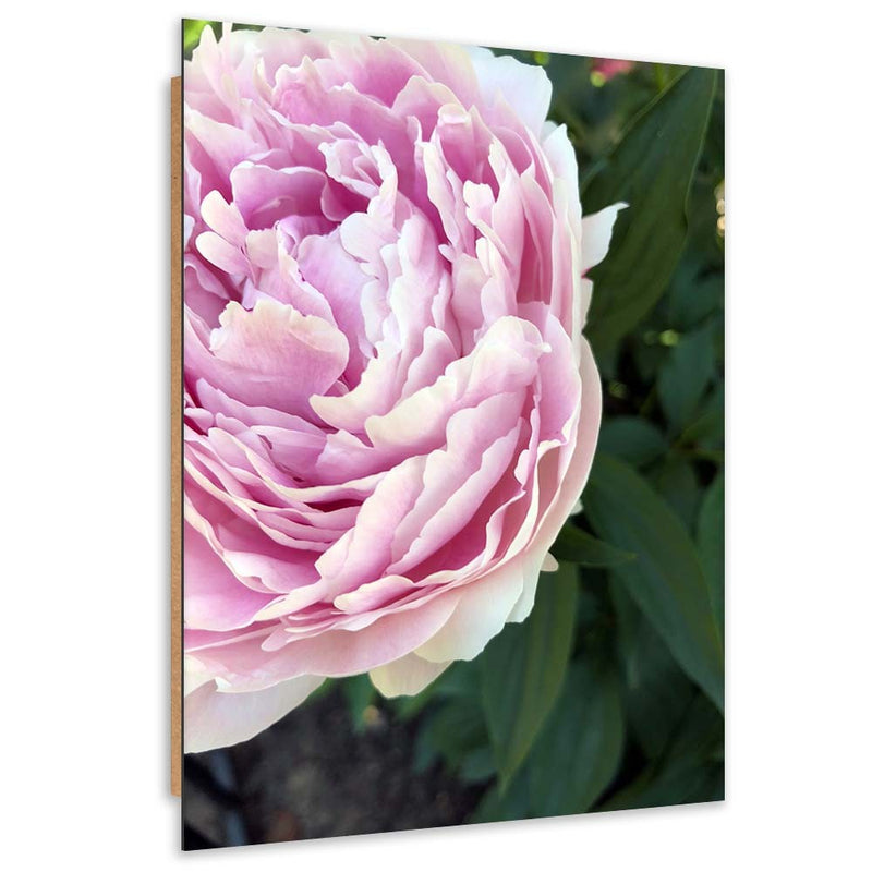 Deco panel print, Pink peony in close-up