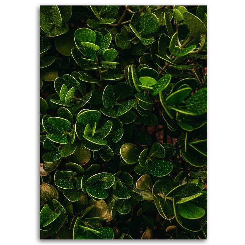 Canvas print, Green leaves of exotic plants