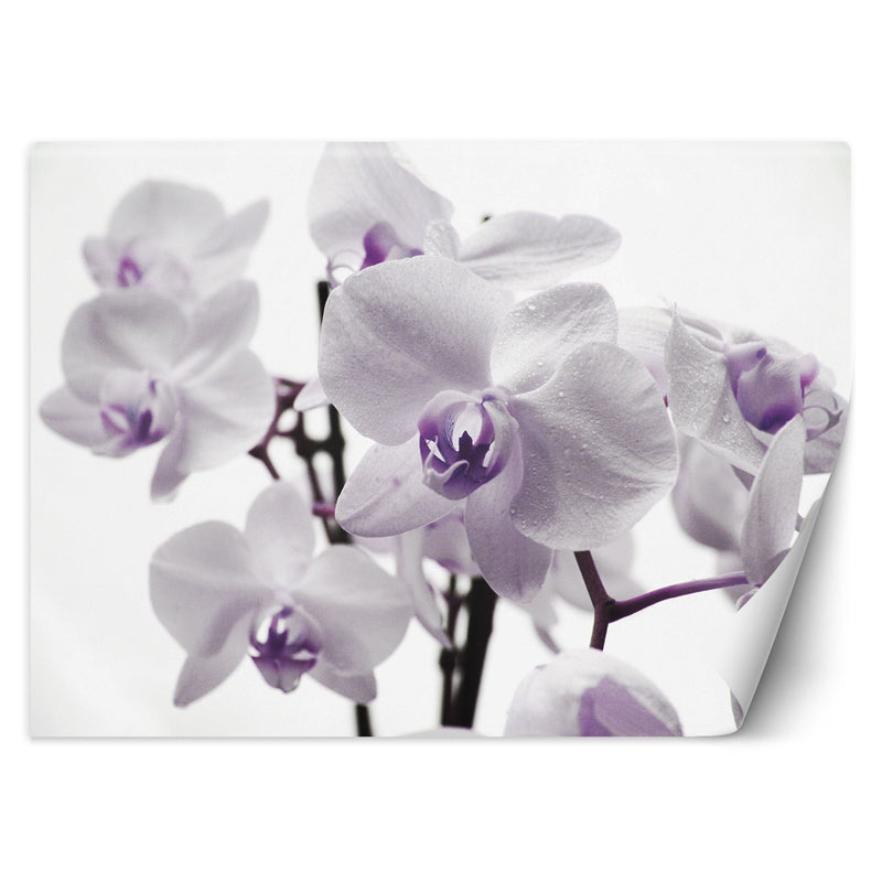 Fondo De Pantalla, Orquídea En Flor