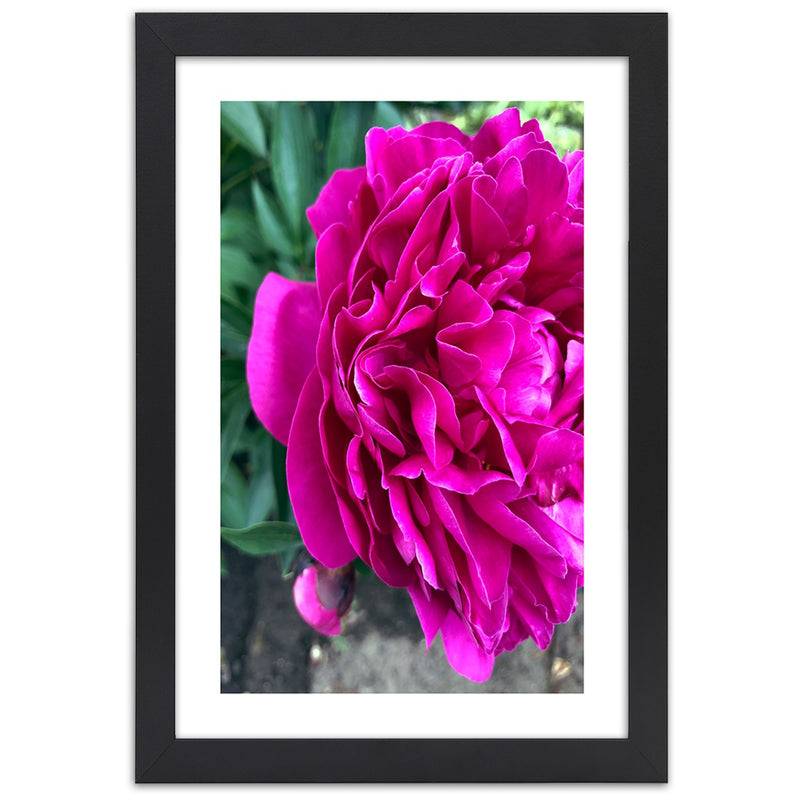 Picture in black frame, Pink large flower
