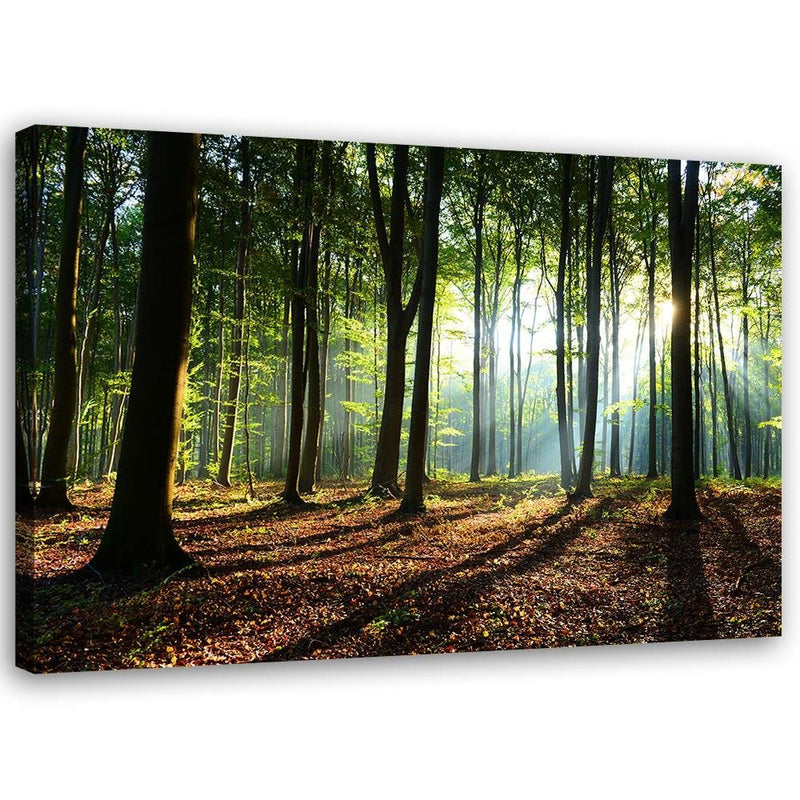 Canvas print, Forest at sunrise