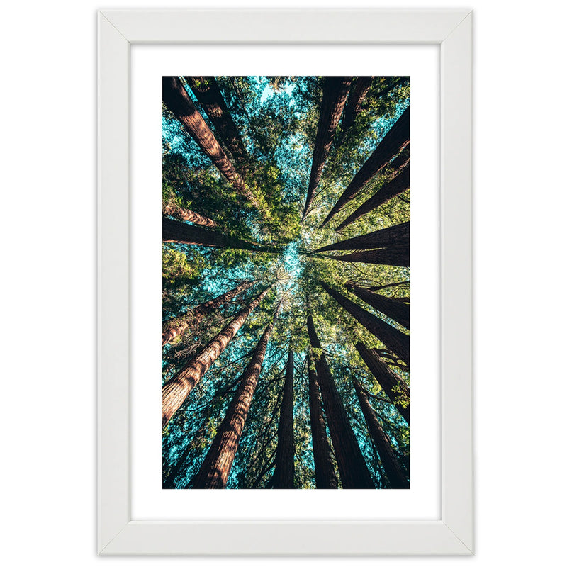 Picture in white frame, The branches of tall trees