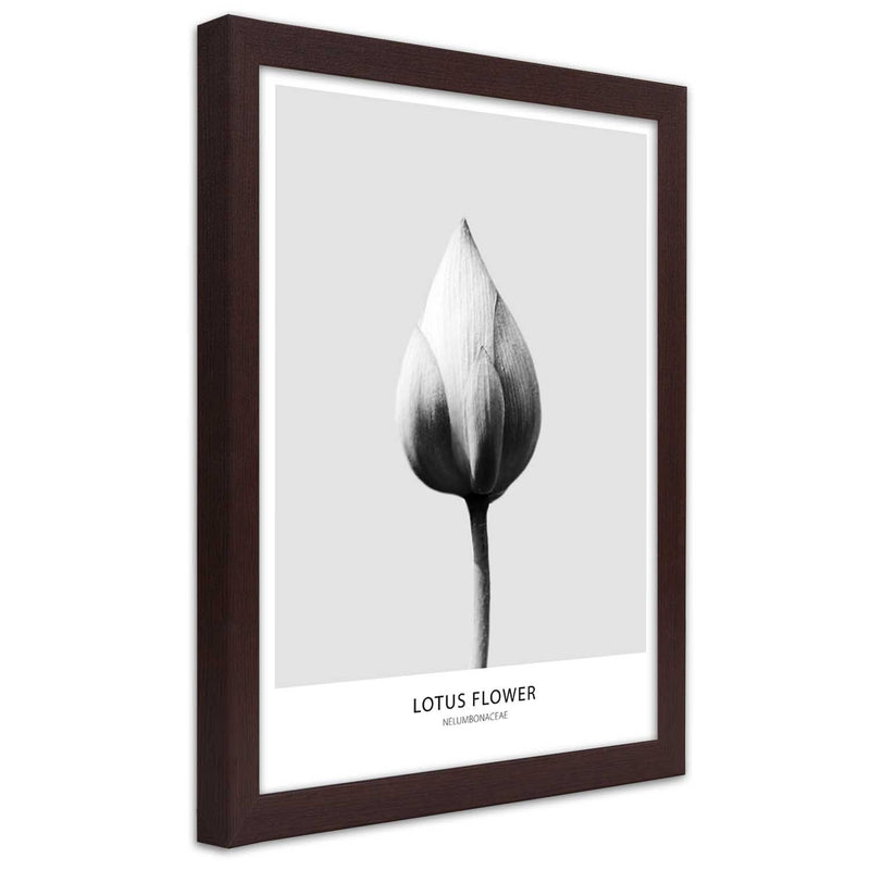 Picture in brown frame, White lotus bud