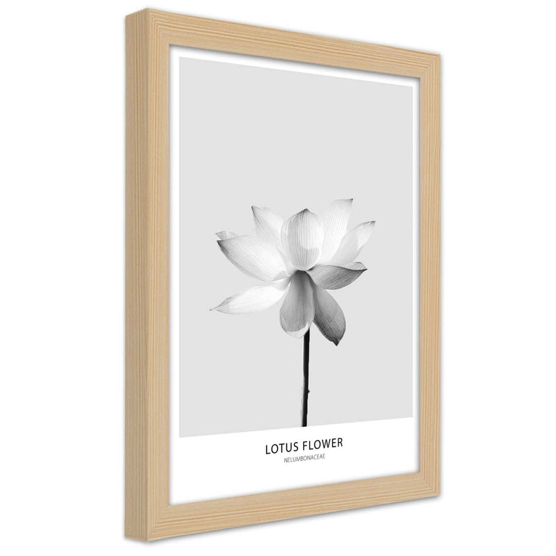 Cuadro en marco natural, Flor de loto blanca.