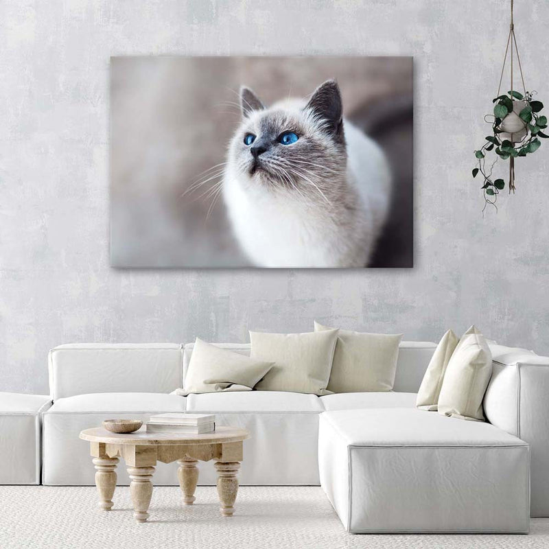 Panel decorativo estampado, gato siberiano