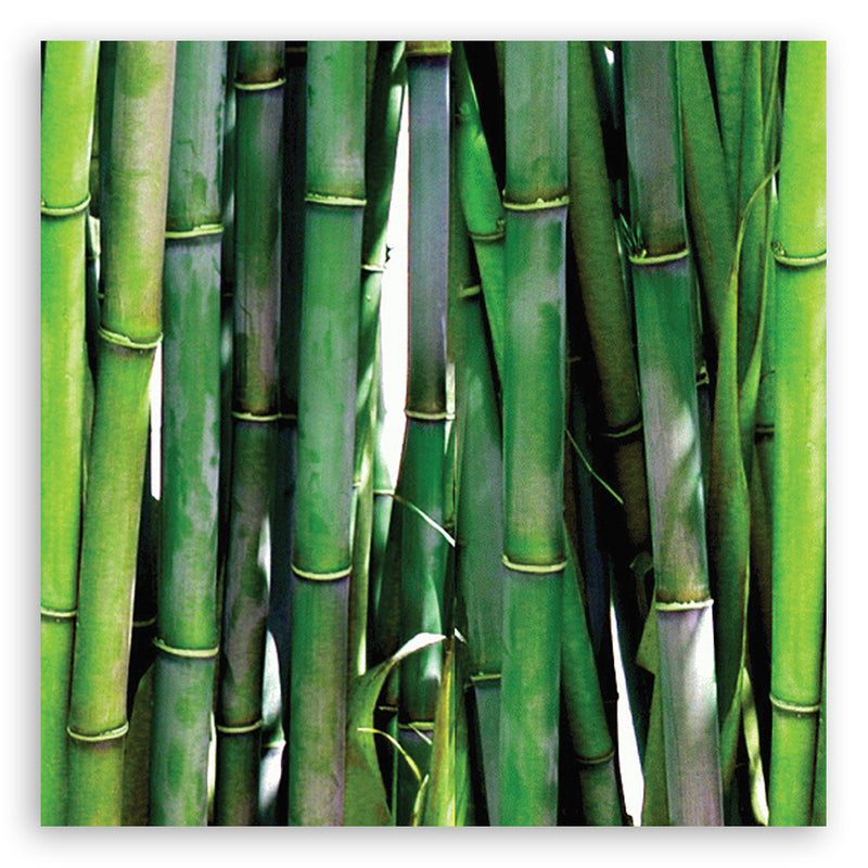 Canvas print, Green bamboos