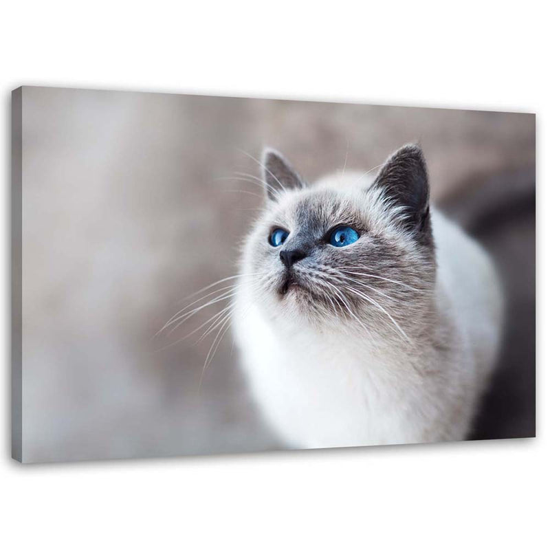 Canvas print, Siberian cat