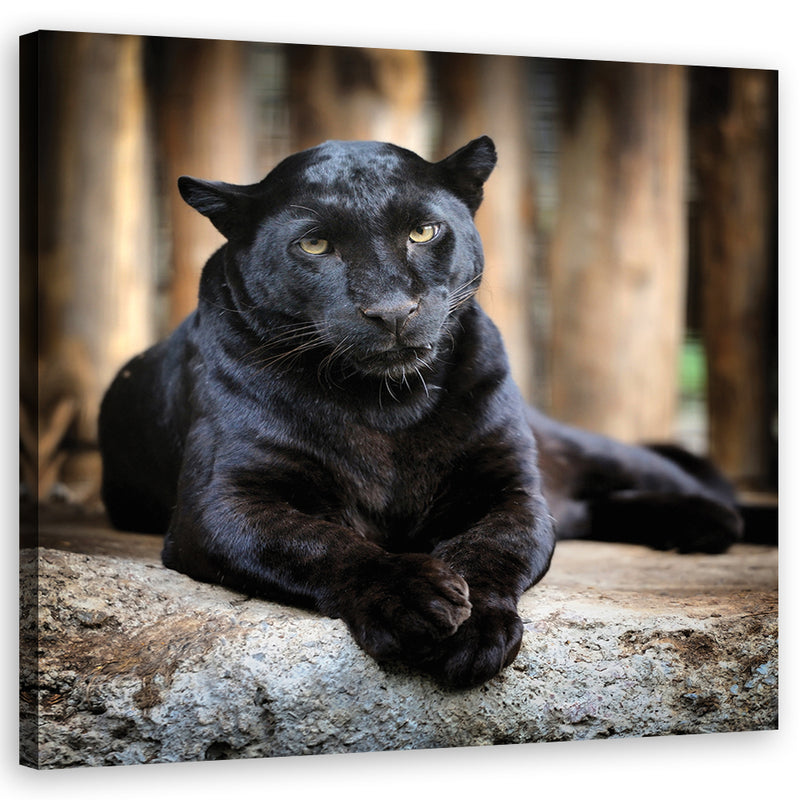 Canvas print, Black panther