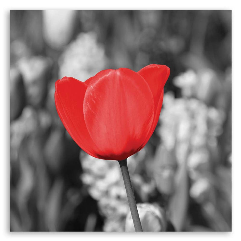 Canvas print, Red tulip in the meadow