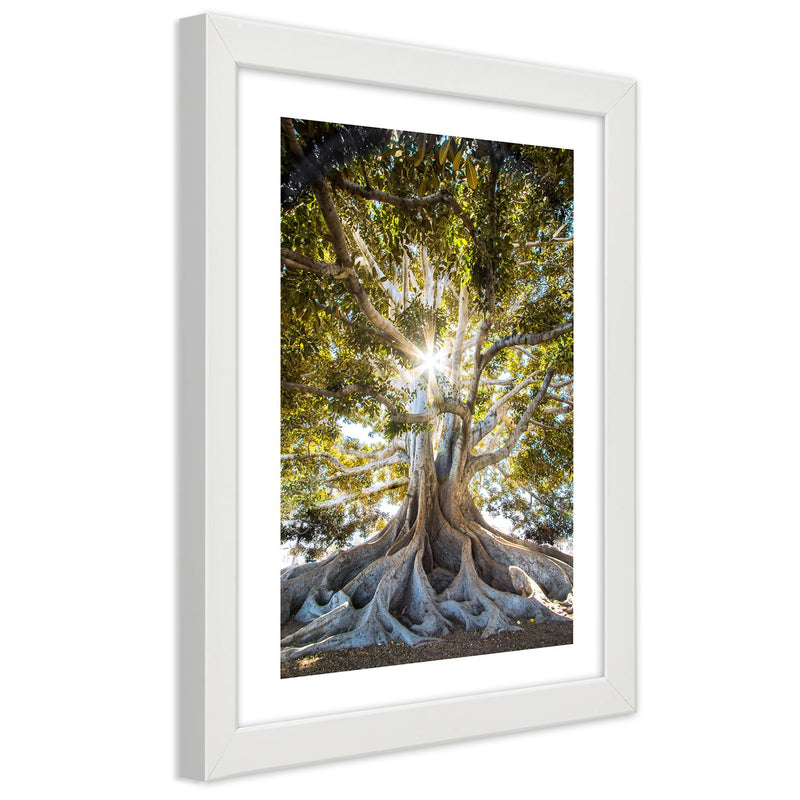 Picture in white frame, Large exotic tree