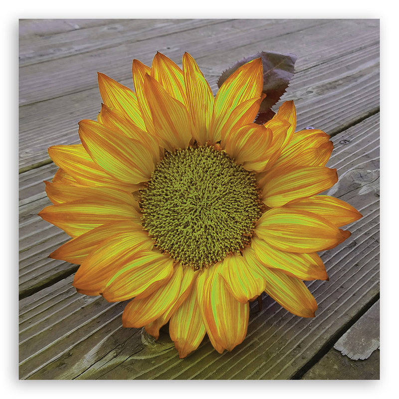 Canvas print, Yellow sunflower