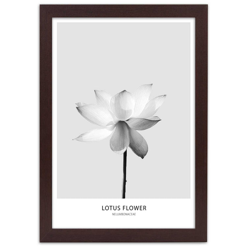 Picture in brown frame, White lotus flower