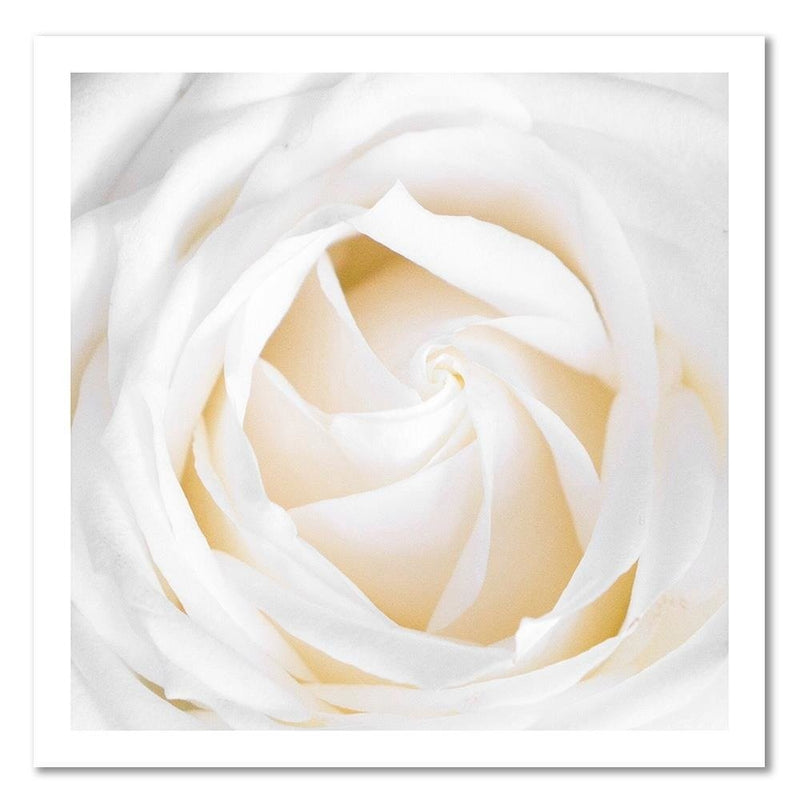 Canvas print, Delicate rose