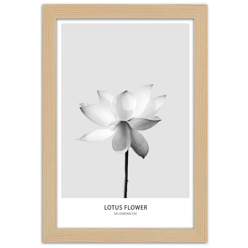 Cuadro en marco natural, Flor de loto blanca.