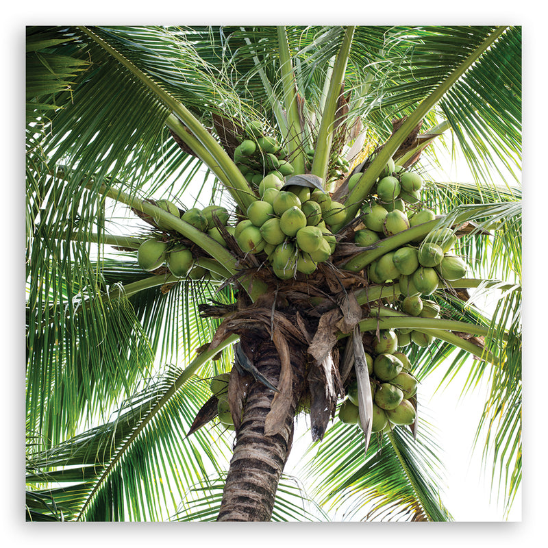 Deco panel print, Coconut palm
