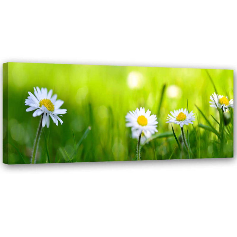 Canvas print, Daisies in the grass