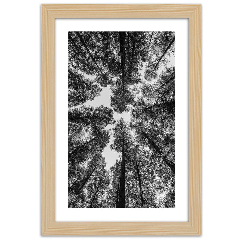Cuadro en marco natural, Coronas de árboles.