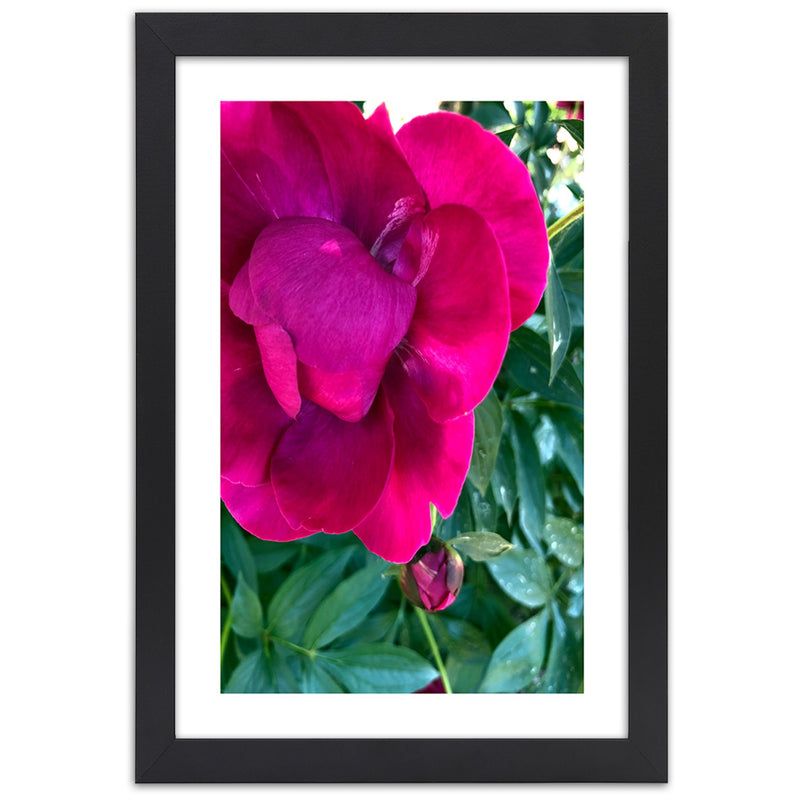 Picture in black frame, Pink large flower