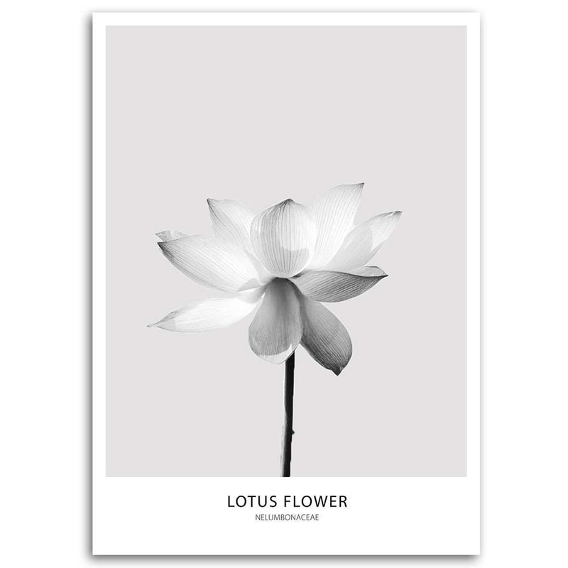 Panel decorativo estampado, Flor de loto blanca