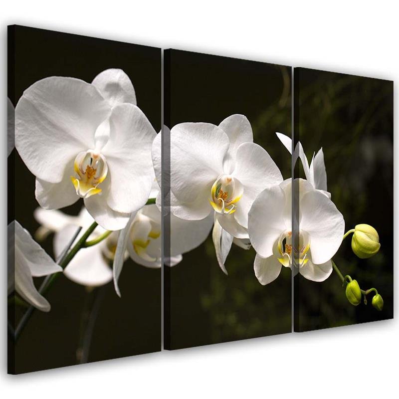 Cuadro de tres piezas en lienzo, Orquídea blanca