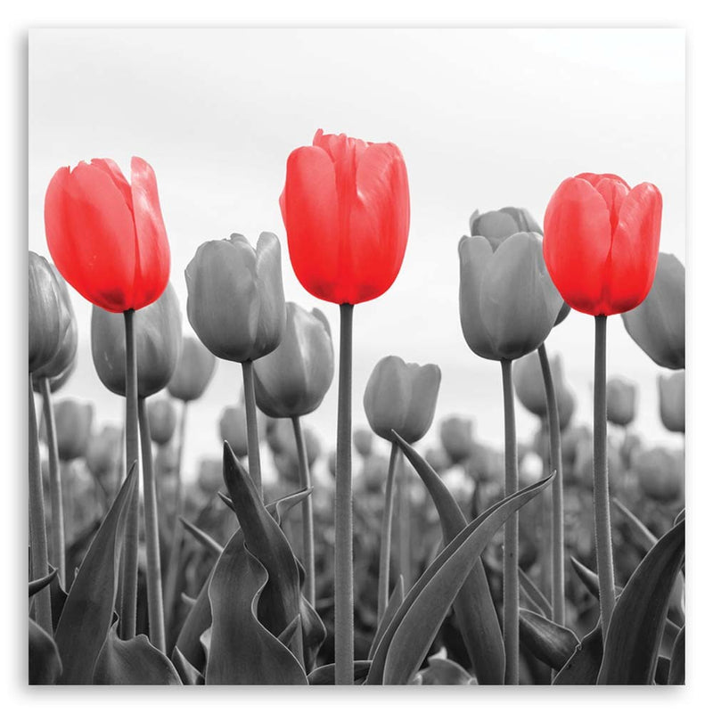 Canvas print, Red tulips on a meadow