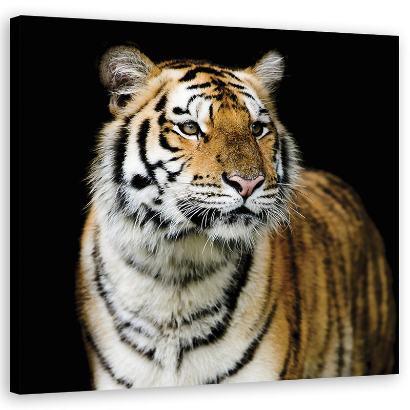 Canvas print, Majestic tiger