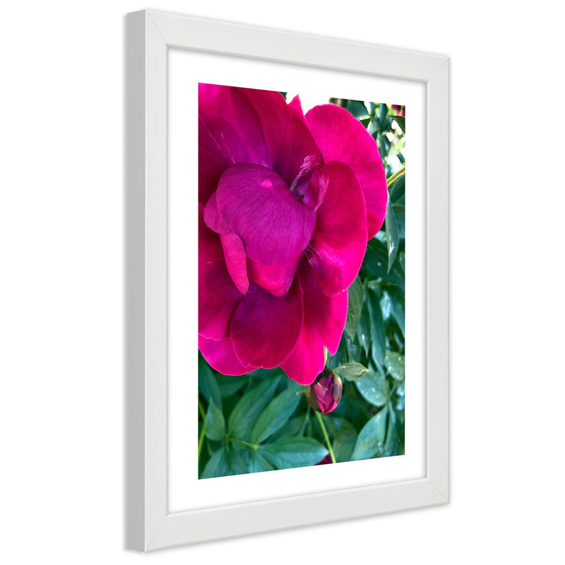 Picture in white frame, Pink peony